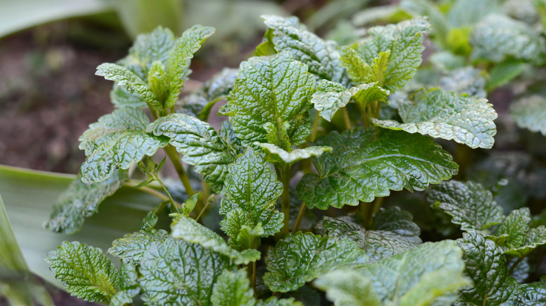 Green leaves of lemon balm flourishing in a pot