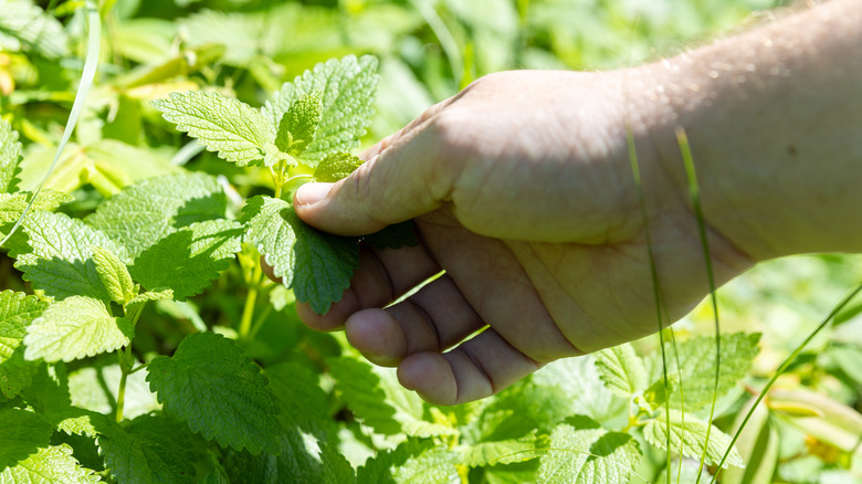 Person picking lemon balm leaves from plant