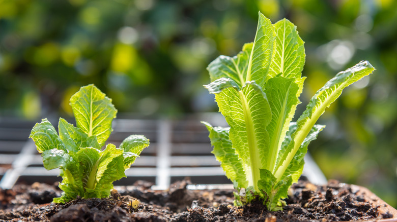 Young romaine lettuce plants growing outdoors