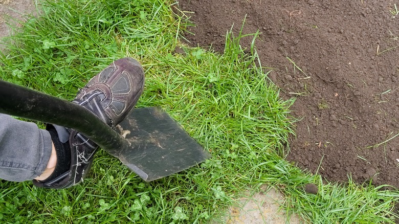 a gardener cuts through turf with a spade
