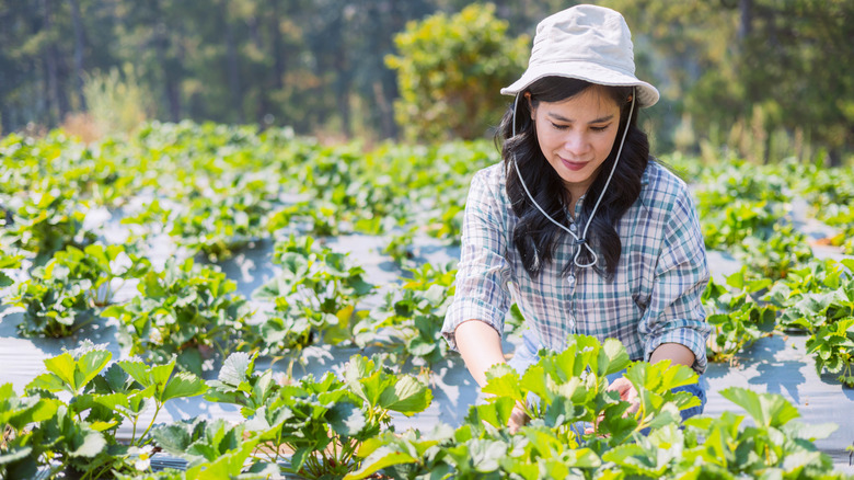 A woman tends to her strawberry plants