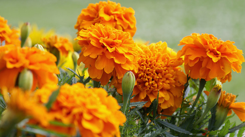 A close-up of orange marigold flowers.