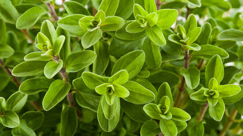 Close-up of marjoram