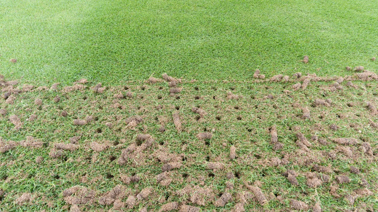 A recently aerated lawn with soil plugs scattered around holes