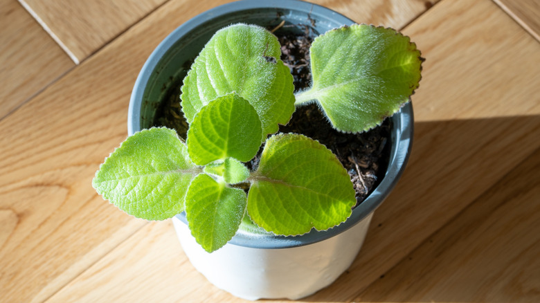 Mexican oregano growing in a small pot