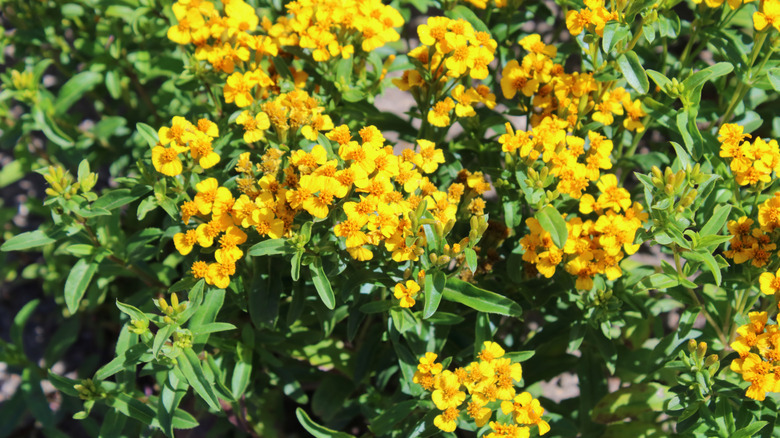 Close-up of Mexican tarragon leaves and flowers