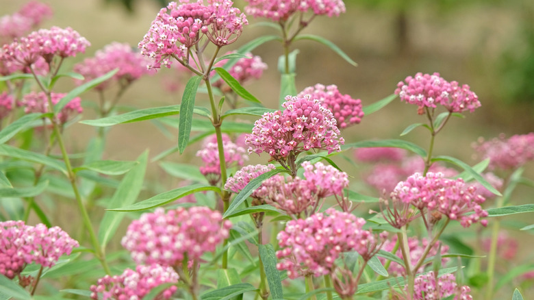 Pink milkweed flowers in bloom in a garden