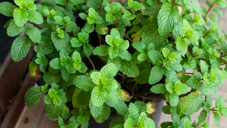 Mint leaves growing in a pot