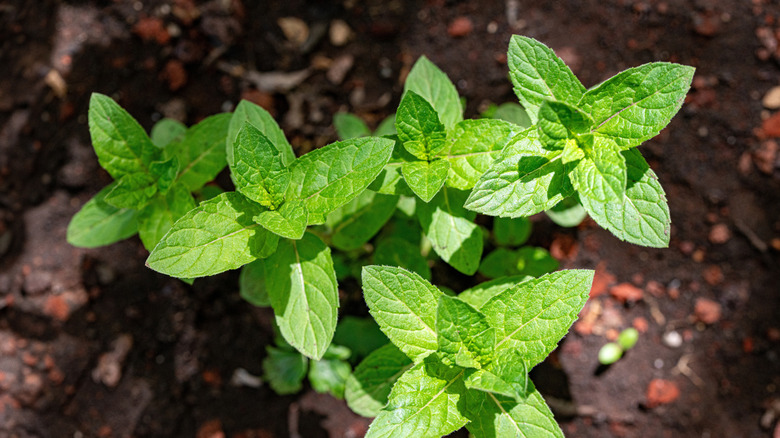 Mint growing in a garden