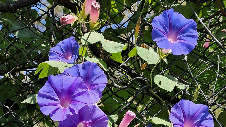 Morning glory growing up a fence