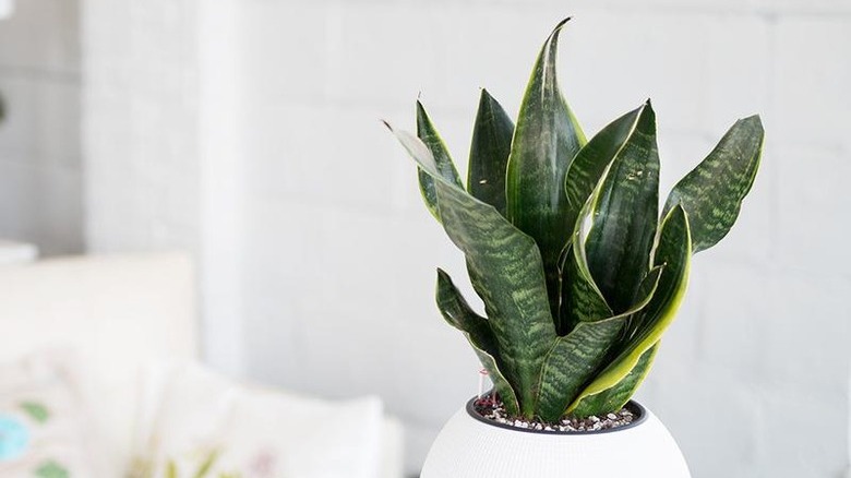 mother-in-law's tongue (Sansevieria trifasciata), snake plant