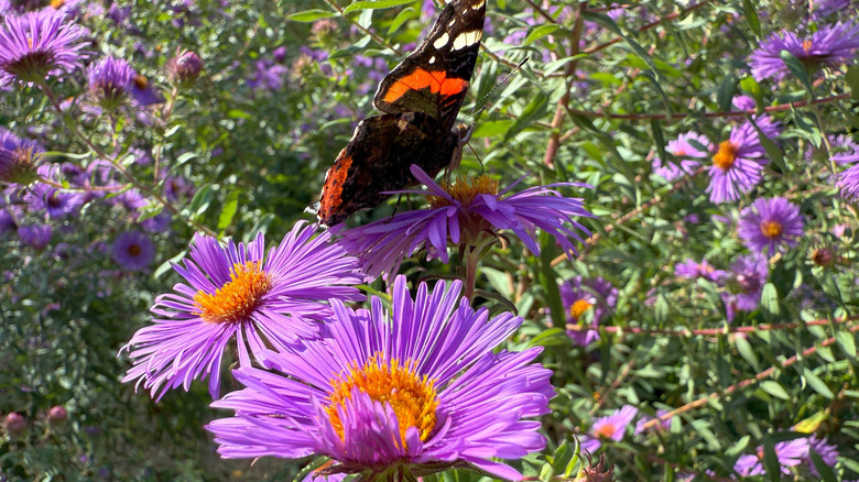 A butterfly is perched on purple flowers of New England aster