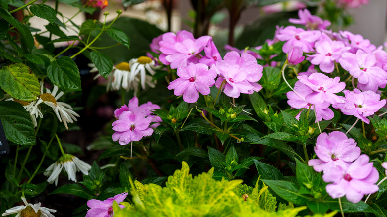 Pretty pink flowers of New Guinea impatiens growing in a garden