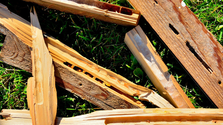 Removed cedar boards showing the extent of damage by active carpenter bee nests