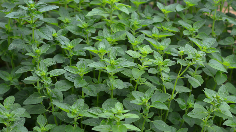 Oregano leaves growing in a garden