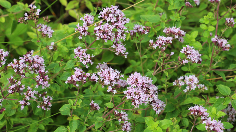 Small pink flowers of oregano plant in bloom