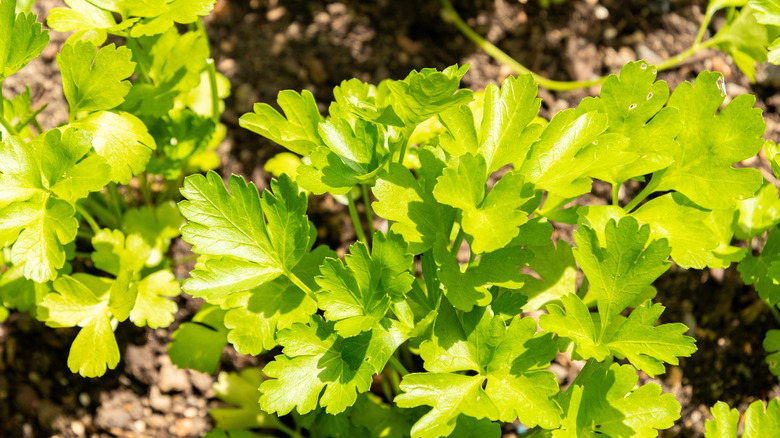 Parsley leaves receiving sunlight in a garden