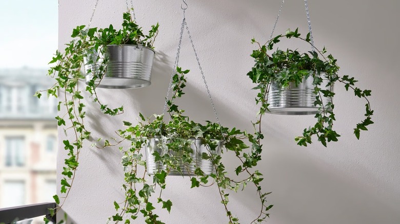 Three of the IKEA KORKGRAN planters hanging with vining plants in them