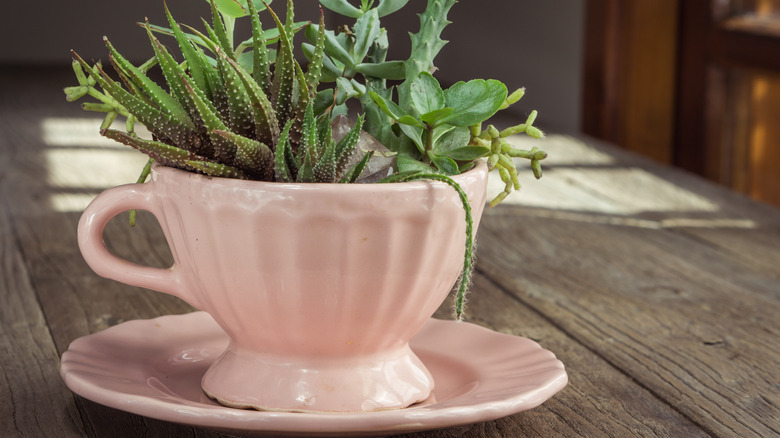 Succulents planted in tea cup