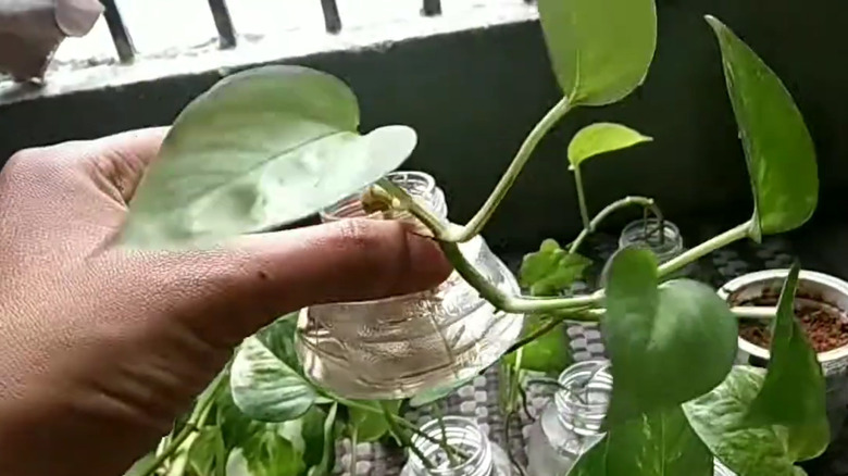 Laundry detergent lids used for propagating money plants