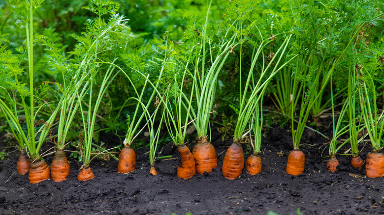 Carrots growing in a garden bed.