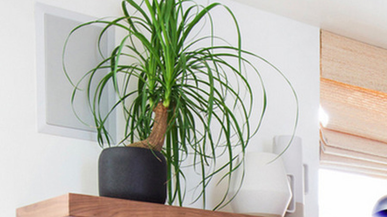 ponytail palm (Beaucarnea recurvata)