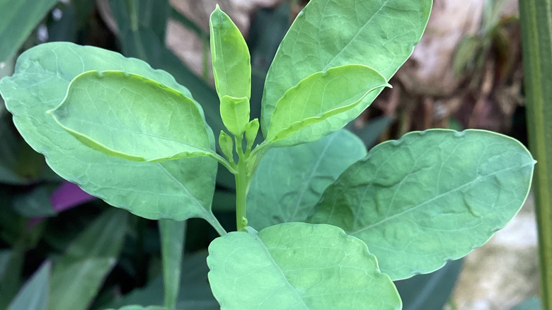 Close-up of pápalo leaves