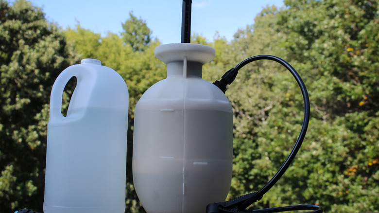 Rubbing alcohol next to a weed sprayer