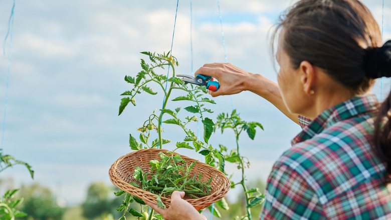 Woman clipping the top of a tomato plant