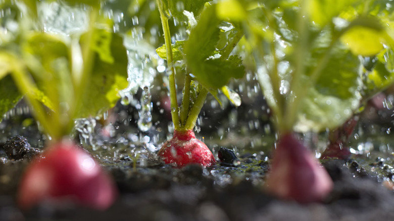 radishes growing in open ground