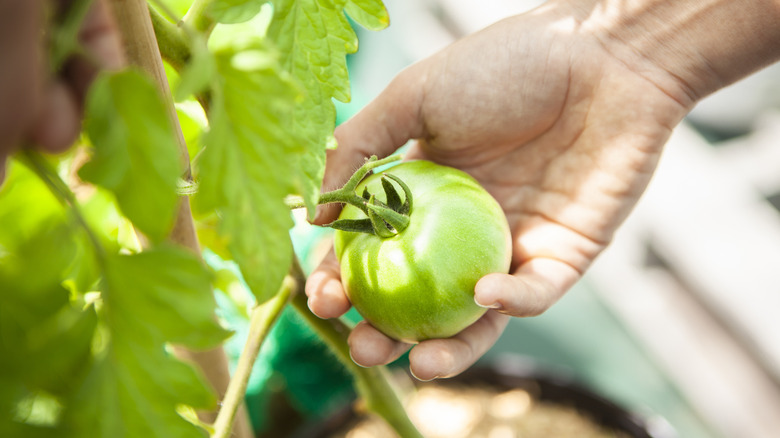 A person picking an unripe tomato