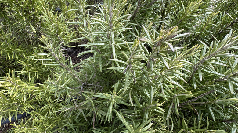 Rosemary herb growing wild in a garden