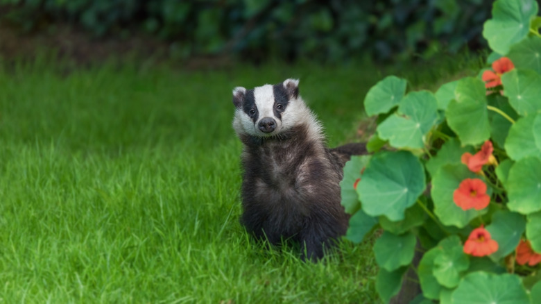 An adorable-looking badger peeking out from behind a flowering plant in a garden