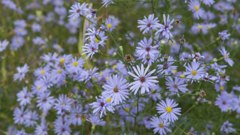 Dainty bluish-purple flowers of skyblue aster