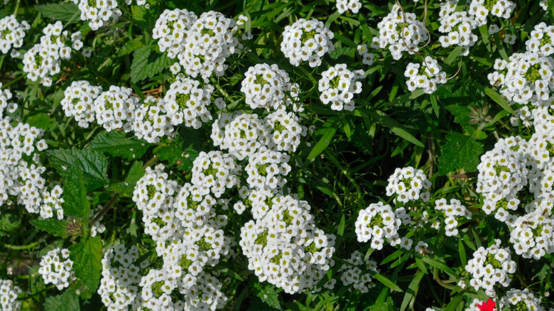 White flowers of Snow Princess® sweet alyssum in bloom