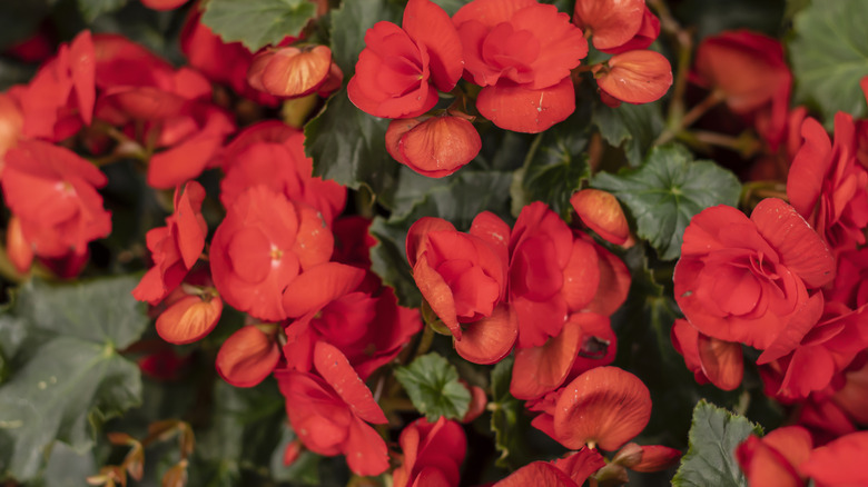 Bright red flowers of Solenia begonias