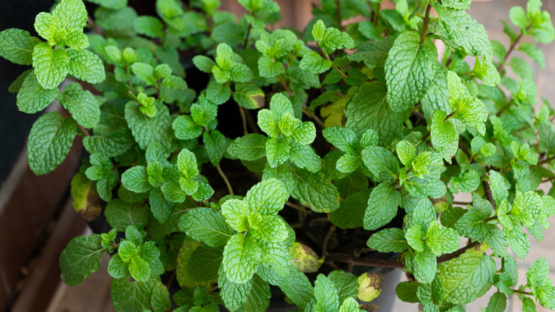Spearmint growing in an outdoor pot