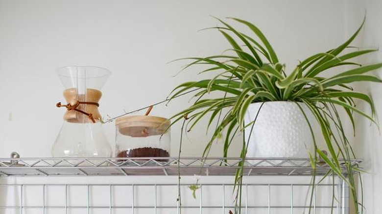 spider plants (Chlorophytum comosum)