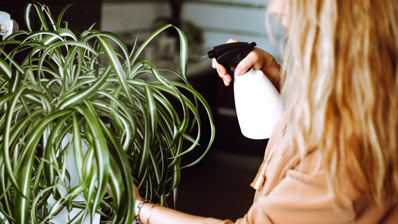 A woman misting a spider plant with a spray bottle.