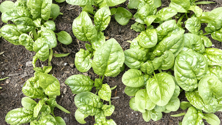 Closeup of spinach growing in a garden.