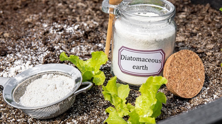 Labeled jar of diatomaceous earth with spoon and strainer