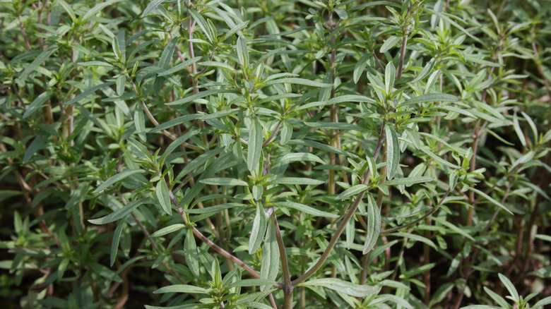 The summer savory herb in garden