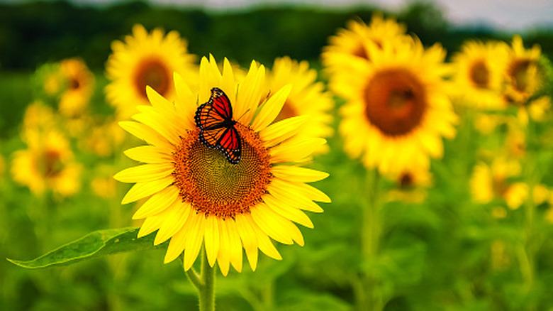 A field of sunflowers with a monarch butterfly