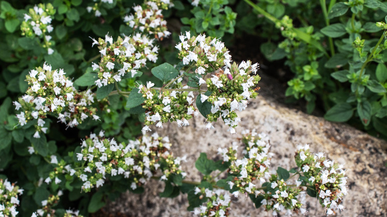 Tiny white flowers of sweet marjoram in bloom