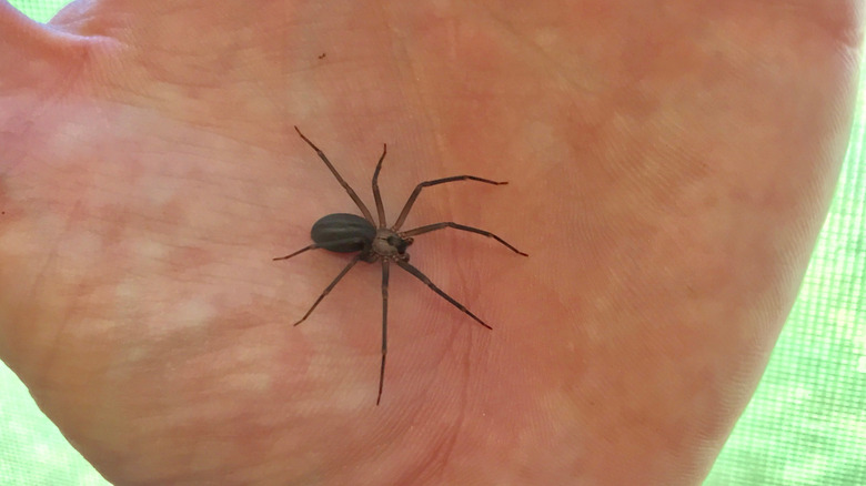 brown recluse spider on hand