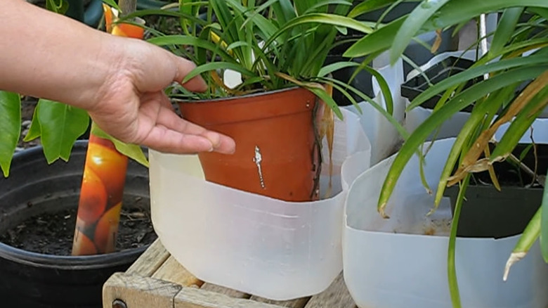 Hand inserting a potted plant into a drip tray made from an old gallon milk jug