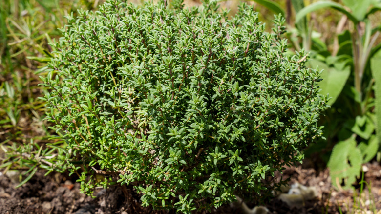 Thyme growing in a garden