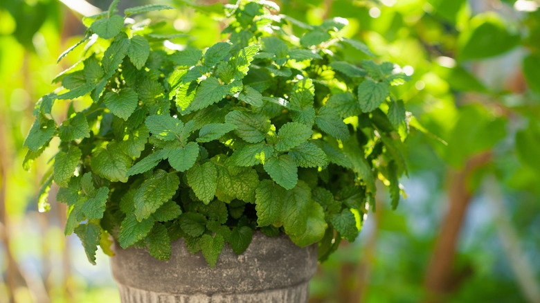 Lemon balm in a large container on a patio