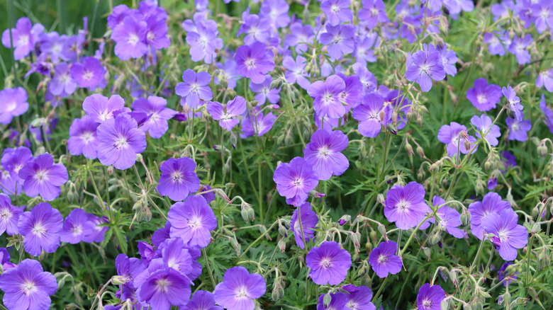 Purple cranesbill or geranium flowers in a garden