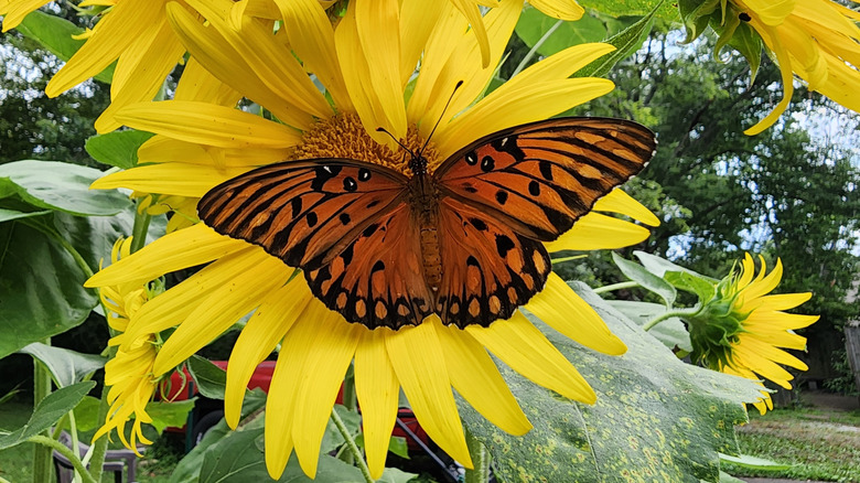 Butterfly visiting sunflowers in a garden